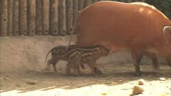 These New Toys Are Driving These Little Piglets Go Crazy Instructional Video