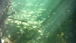 Underwater at Cenote in the Yucatán Peninsula, Mexico Stock Footage