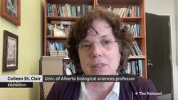 Coyotes causing problems in downtown Toronto neighbourhood Instructional Video