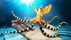 I Found the World’s Smartest Octopus! Instructional Video