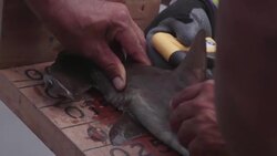 VOICED : La cumbre de especies amenazadas aprueba protección a tiburones News Clip