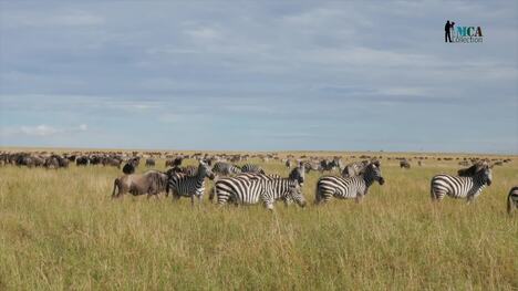 The Essential Role of Herbivores in Ecosystems