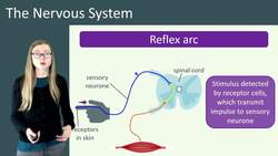 Reflex Arcs and Their Importance in the Nervous System Instructional Video