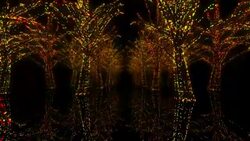 Neon Tree illumination Stock Footage