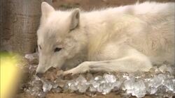 It's Going to Take a Lot of Ice to Cool Down These Playful Arctic Wolves Instructional Video