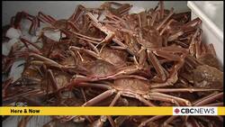 Despite looming tariffs, industry officials optimistic about N.L. crab harvest News Clip