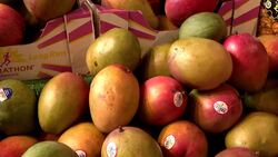 Tariffs could make groceries more expensive. CT leaders are on the lookout for suppliers price gouging News Clip