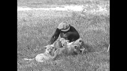Fearless Joe the Chimp plays with lion cubs in grassy field News Clip