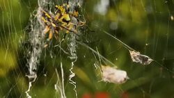 Spider on Mirror Wrapping Insect Stock Footage