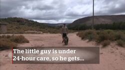 Orphaned baby rhino thrives in animal preserve News Clip