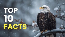DID YOU KNOW- Eagles Are loyal To Their Partners For Life Instructional Video