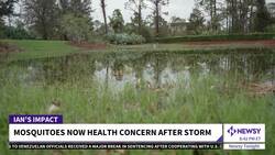 Mosquito Infestation In Florida After Ian Is Bringing Health Concerns News Clip