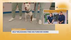 Milkshake is a 'go with the flow' kind of dog News Clip