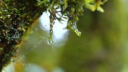 Slow motion of waterdrop on green moss Stock Footage
