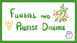 GCSE Biology - How A Mushroom Can Kill You - Fungal and Protist Disease #35 Instructional Video