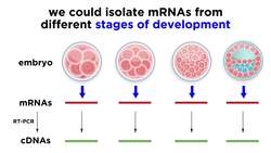 Gene Expression Analysis and DNA Microarray Assays Instructional Video