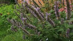 Agastache rugosa blossoms - Stock image
Asia, China - East Asia, East Asia, Flowerbed, Formal Garde Stock Footage