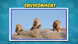 I WONDER - Do All Mammals Have Hair? Instructional Video