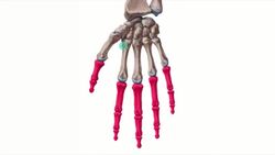 Phalanges of the hand Instructional Video
