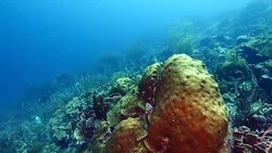 Seascape of coral reef in the Caribbean Sea around Curacao at dive site Watamula Stock Footage