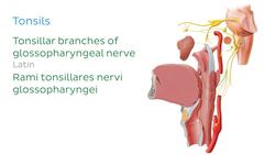 Glossopharyngeal nerve Instructional Video