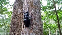 giraffe stag beetle Stock Footage