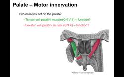 Oral cavity Instructional Video