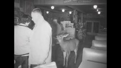 Deer associates with humans at Mount Rainier National Park in Washington News Clip