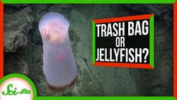 The Shapeshifting Deep Sea Jellyfish... With a "Pet" Instructional Video