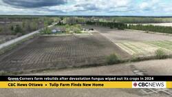 U-pick-it tulip farm east of Ottawa finds new fields after devastating fungus News Clip