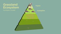 Ecological Pyramid Models Instructional Video