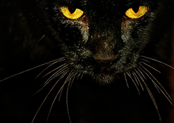 Factpack: Animal Vision Instructional Video