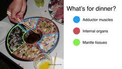 TED: The fascinating secret lives of giant clams | Mei Lin Neo Instructional Video