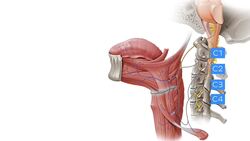 Hypoglossal nerve Instructional Video