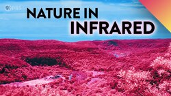 What If We Could See Nature In Infrared? Instructional Video