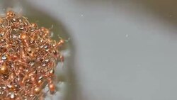 red ant forming a group floating over the water Stock Footage