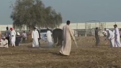 VOICED : En el emirato de Fujaira, los combates de toros no pierden vigencia News Clip