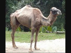 Wild Animal Sounds for Children | Kids Learning Videos Instructional Video