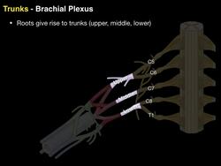 Brachial plexus Instructional Video