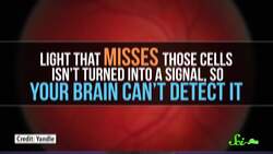 Why Do Cat Eyes Glow in the Dark? Instructional Video