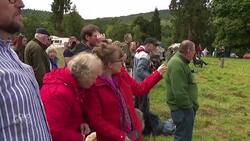 Golden retrievers — hundreds of them — congregated in Scotland News Clip
