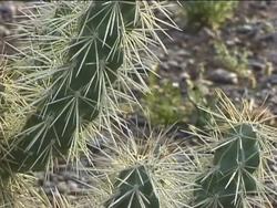 Adaptations of Desert Plants Instructional Video