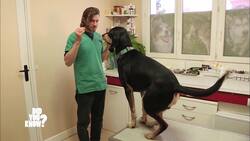 Unveiling Animal Communication: Beyond Human Language Instructional Video