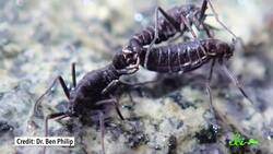 The Insect That Thrives in Antarctica Instructional Video