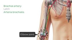 Main arteries of the upper limb Instructional Video
