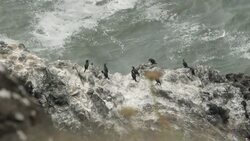 Eugene's coastline News Clip