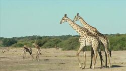 Diversity and Adaptation in Living Organisms: species Instructional Video