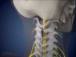 What Is a Mammal?: Where Do Mammals Live? Instructional Video