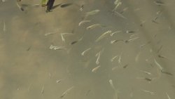 Water Smart: Water on Earth - Wetlands Instructional Video