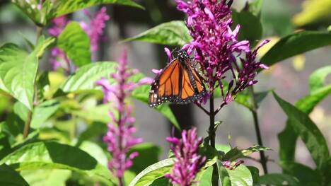Plant Activities: Pollination
